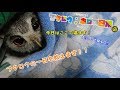 朝から大変⁉フクロウの一日を教えます!【ゆっくりボイス】