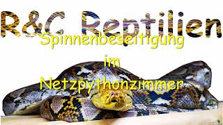 Spinnenbeseitigung im Netzpythonzimmer