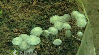 Cultivation of Milky Mushroom: പാല്‍ കൂണ്‍ കൃഷി