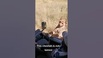 Cheetah Gets Too Close For Comfort Shorts Animals Cheetah Swns 