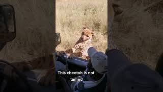 Cheetah gets too close for comfort 🐆😳 #shorts #animals #cheetah #swns