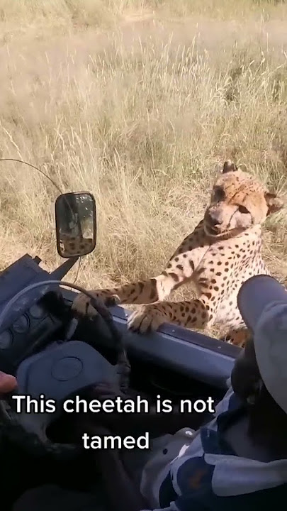 Cheetah gets too close for comfort 🐆😳 #shorts #animals #cheetah #swns