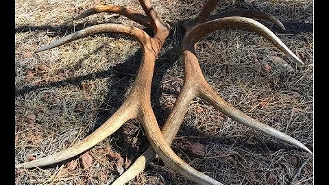 2019 Epic Elk Shed Hunt Brownie Monster Brandon Pitcher Part 2