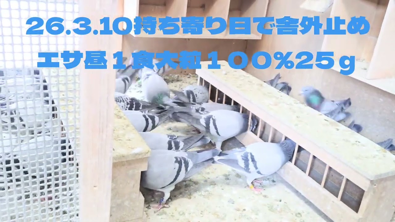 今日は持ち寄り日で舎外を止めました☕️エサは昼１食２５ｇ🌽🕊️🪽