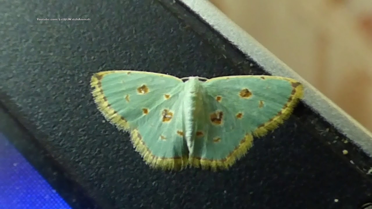 camera iphone 8 plus apk Comostola Laesaria (Walker, 1861) - Little Green Moth
