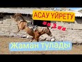 Асау үйрету #3/Баян Жүрек/Тулады/