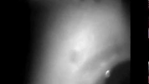 BOLD Response Selective to Flow-Motion in Very Young Infants