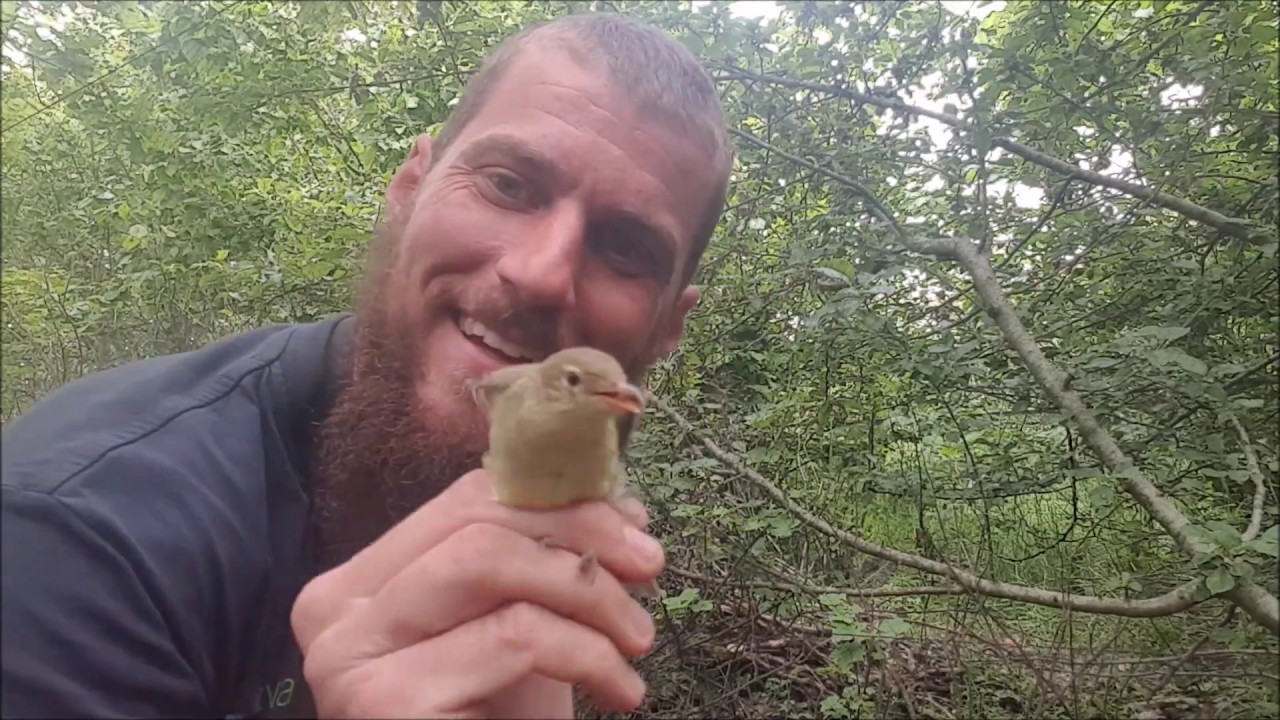 NaturNørd 106. Den gule fugl hvis stemme er meget karakteristisk.