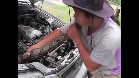 Python snake inside car engine...