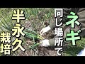 【自然農】ネギを同じ場所で育て続けるときの注意点　2024年3月12日【natural farming】