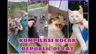 KOMPILASI VIDIO KUCING LUCU KOCAK R.O CAT MIO SUNDUL, SI ABU, UNO, CEMONG