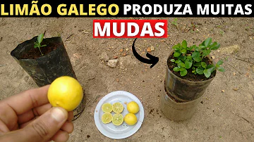 Como germinar limao galego?