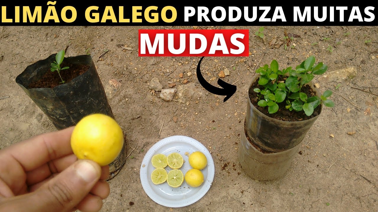 como plantar limão galego - thptnganamst.edu.vn