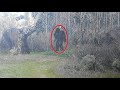 Bigfoot sightings