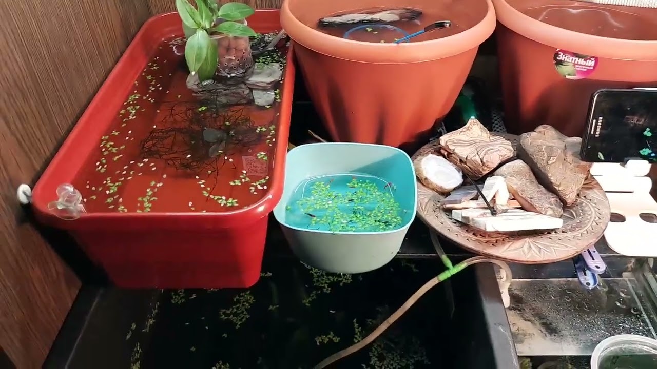 زريعة اسماك الجوبى والسورد تيل أحجام مختلفه وفصلها لضمان النمو الجيد