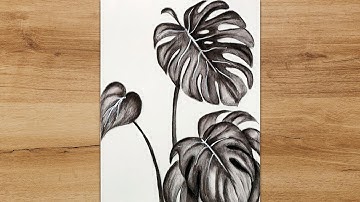 How to Draw Monstera Leaves Step by Step | Monstera Plant Sketch