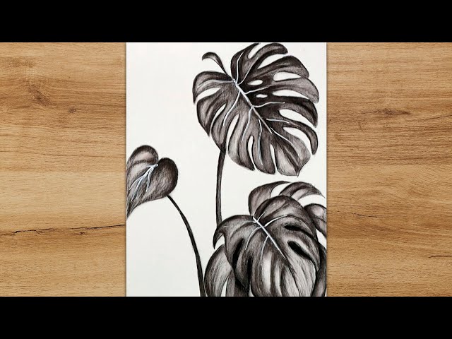 How to Draw Monstera Leaves Step by Step | Monstera Plant Sketch - YouTube