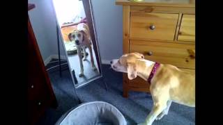 Cupcake in mirror at Great Dane Rescue of North Texas ADOPTED!