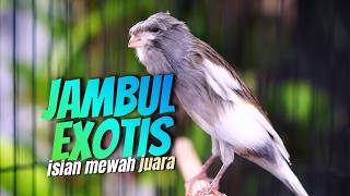 KENARI JAMBUL MEWAH EXOTIS - MASTERAN KENARI ISIAN BLACKTHROAT GACOR PALING JOSJIS