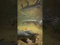 These Alligator Gars look straight out of the Jurassic era! 🌊🦖 #alligatorgar #fish #viral #shorts