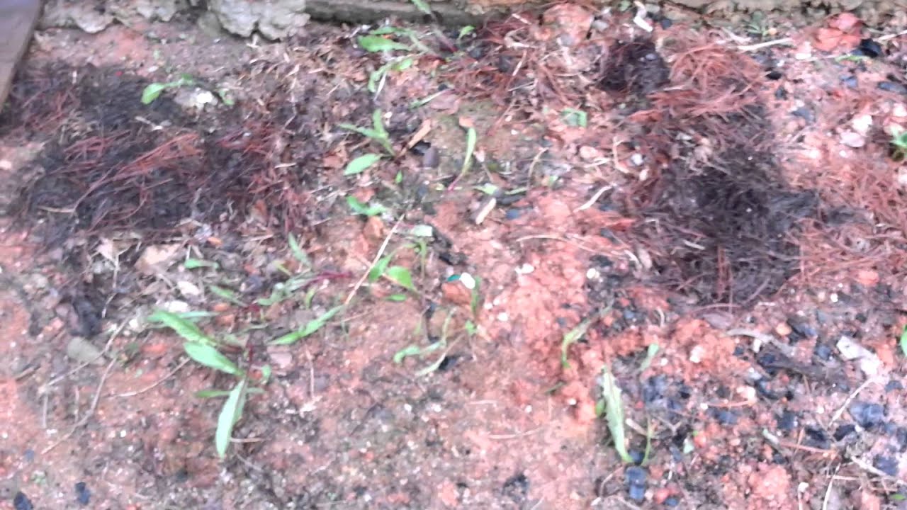 도시농업 호박기르기 - YouTube