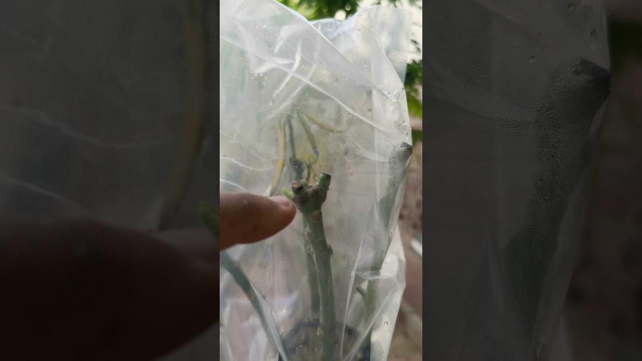 نجاح تطعيم ثلاث انواع مانجو على شجرة واحدة