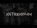 Botanist  antirrhinum official music