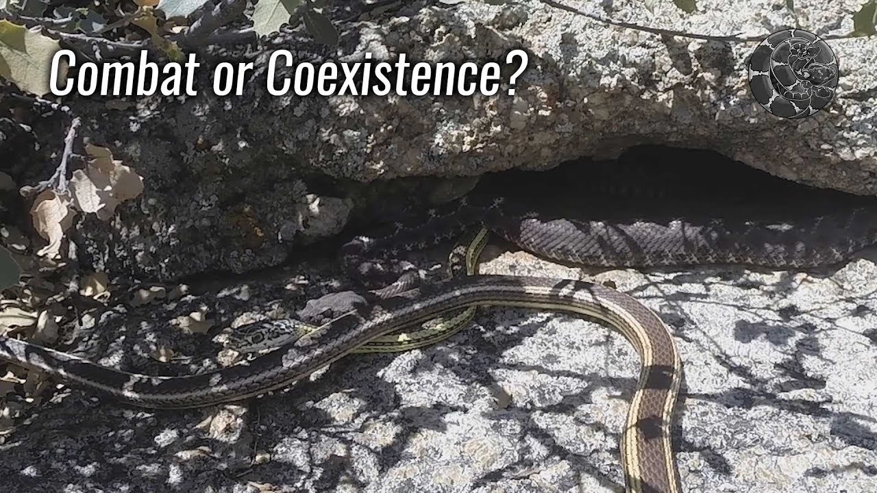 snake oil Combat or coexistence? Rattlesnakes and whipsnakes don't like to share!