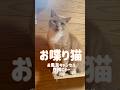お風呂キャンセル界隈ニャー！
