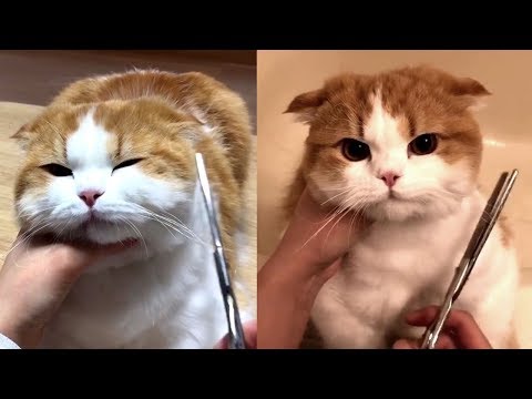 cat-haircut---cute-cat-compilation-2018