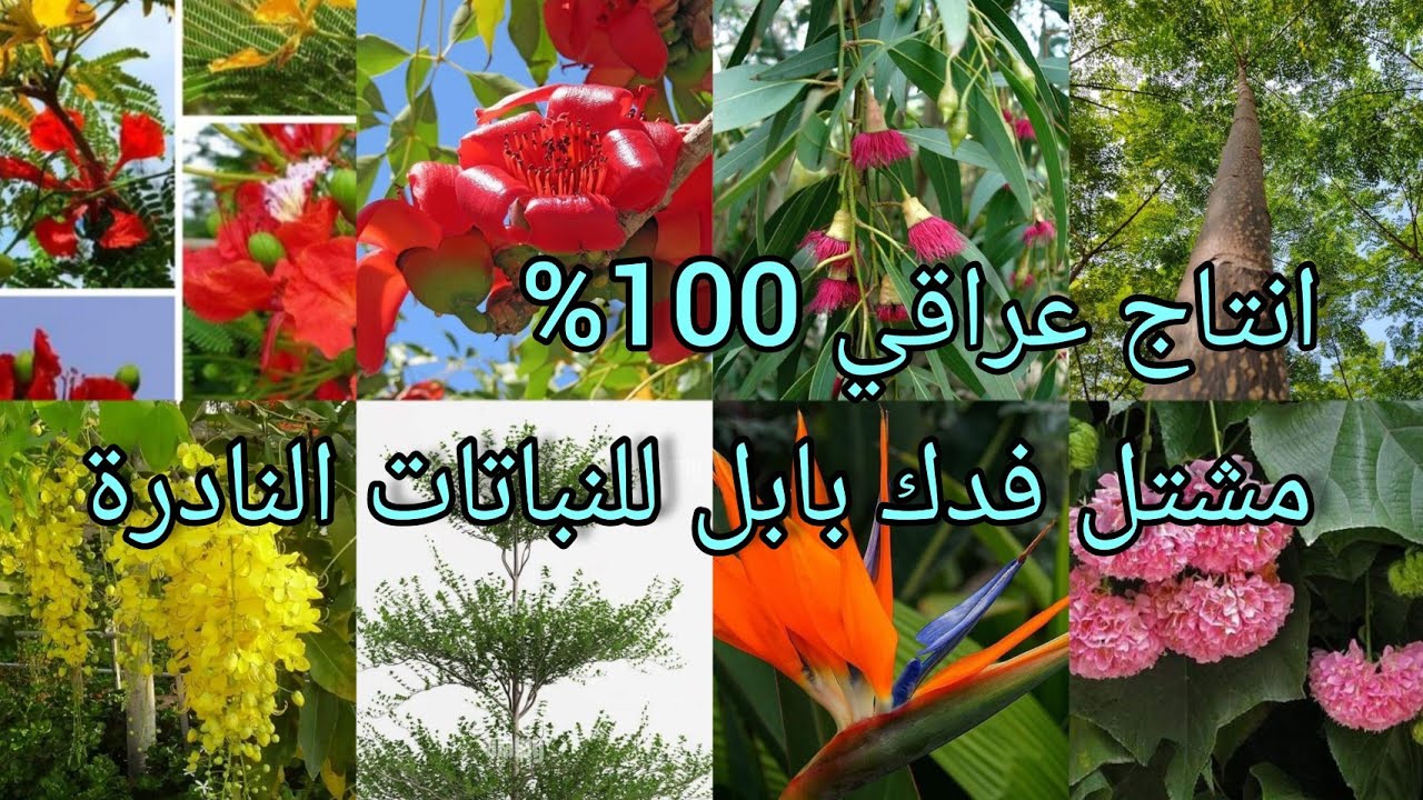 مشتل فدك بابل للنباتات النادرة  انتاج عراقي 100% نباتات متنوعة وسعر مقبول العراق 🇮🇶 بابل