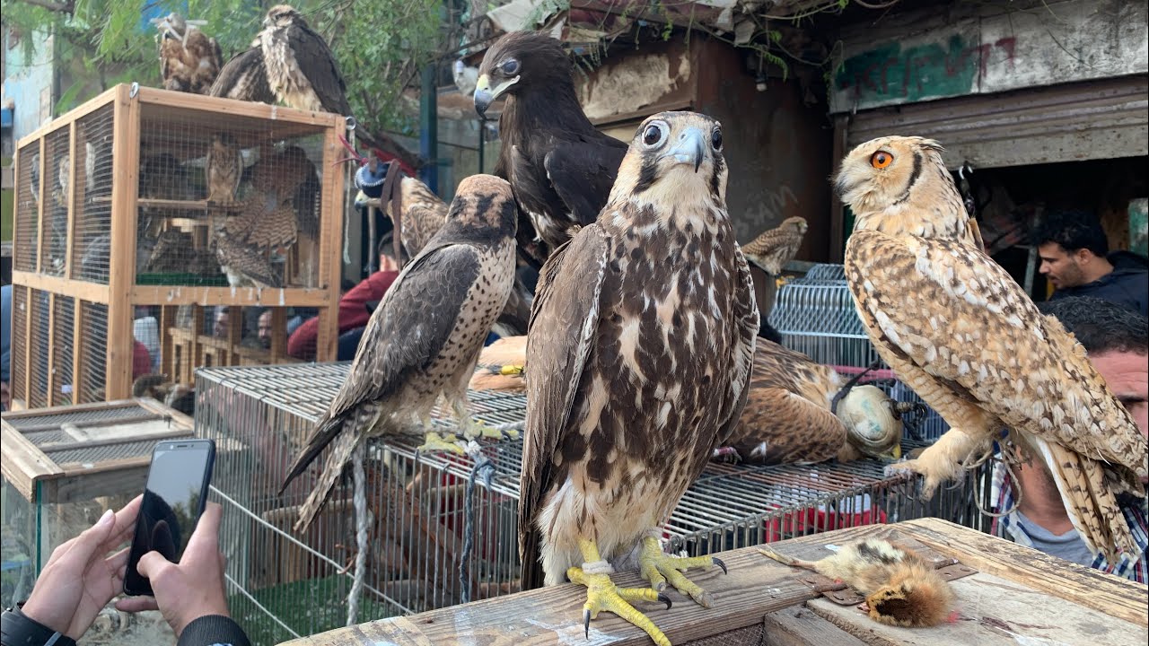 سوق الجمعه بالسيده عائشه و اسعار الصقور و التماسيح و العصافير و الغربان و الخفافيش و اسماك الزينه