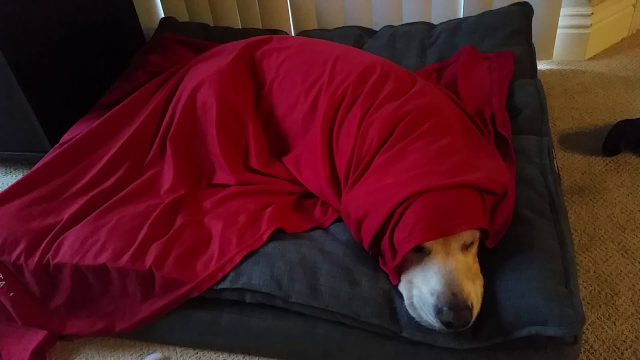 Sleepy Golden Retriever Dog Covered in a Red Blanket on a Cold Morning   5 Years Old