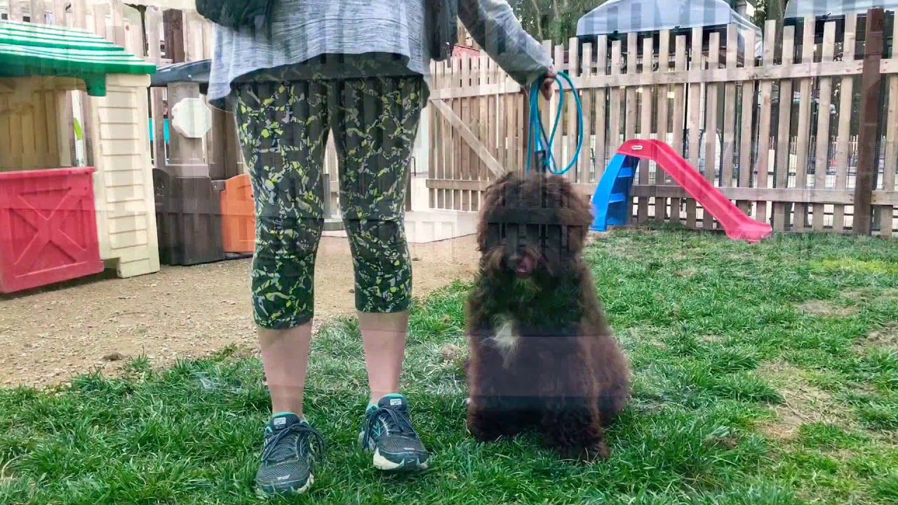 Leo Dog For Sale! YouTube