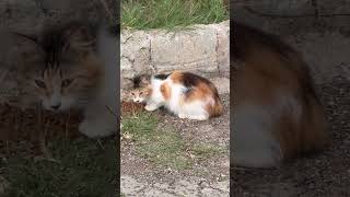 Hungry Calico Cat Found a Tiny Street Feast! 🐱🍽️🌿