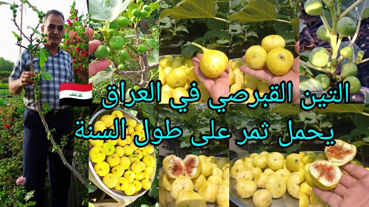 التين القبرصي أنتاج غزير وطعم لا يوصف  التين يثمر على طول السنة نجحت زراعته بالعراق 🇮🇶