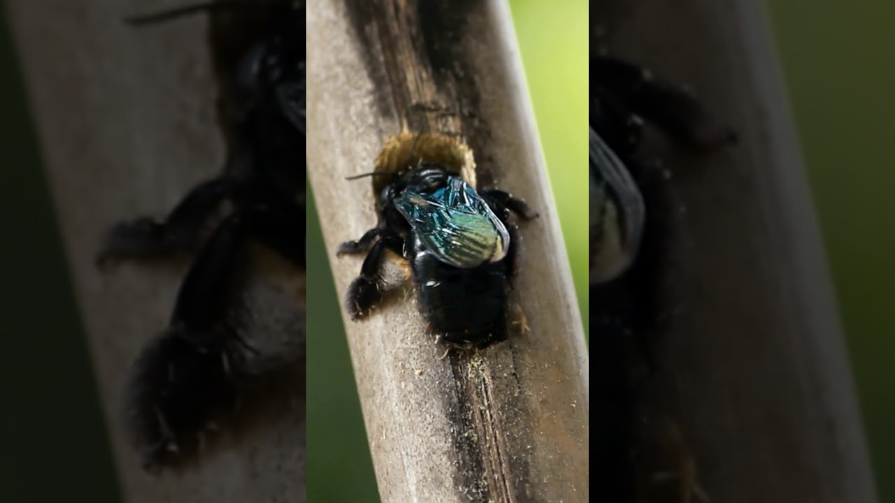 Black Carpenter Bees in California Primary Wooddamaging Insect YouTube
