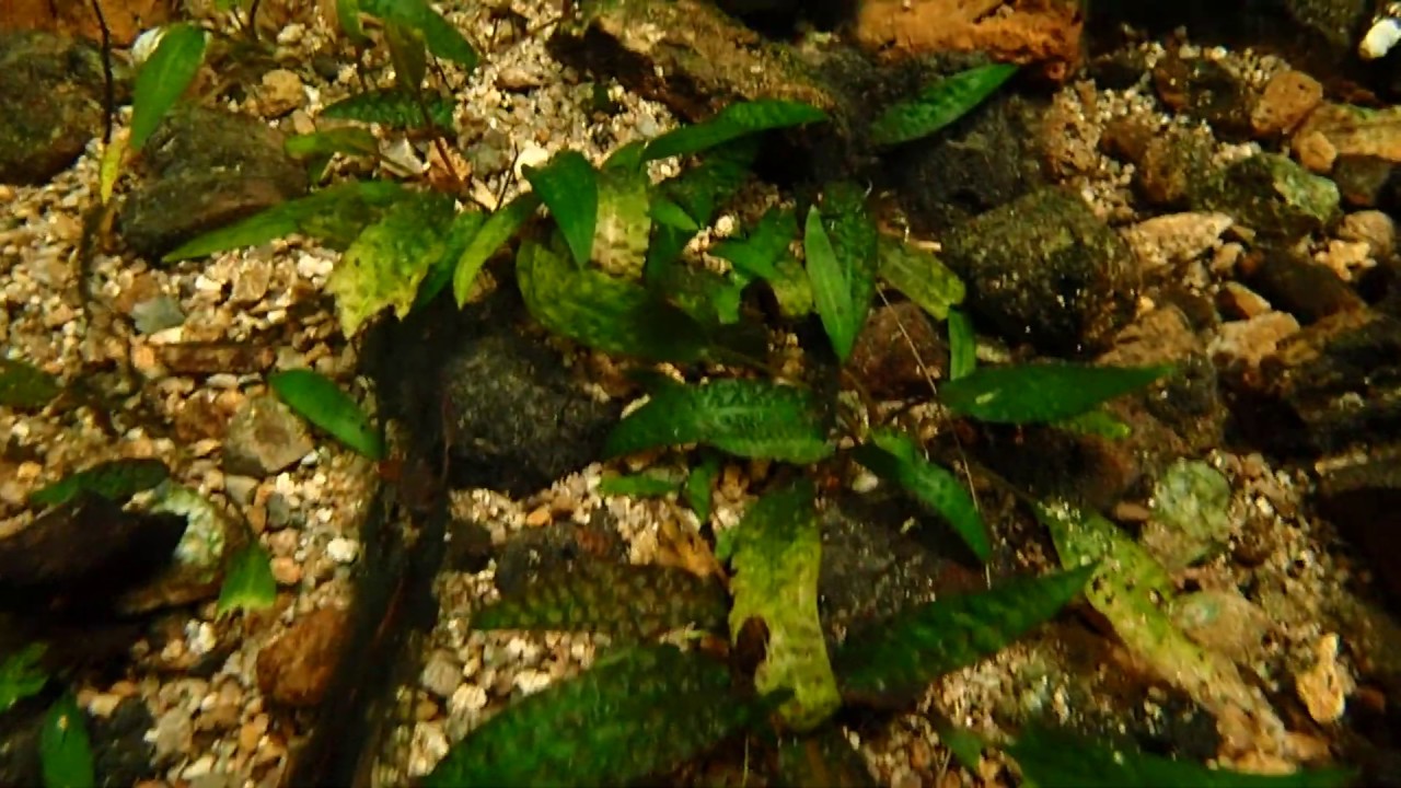 Cryptocoryne keei (water plant) in a jungle stream of Borneo