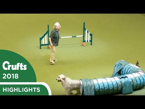 kratu-the-rescue-dog-having-fun-in-the-rescue-dog-agility-|-crufts-2018