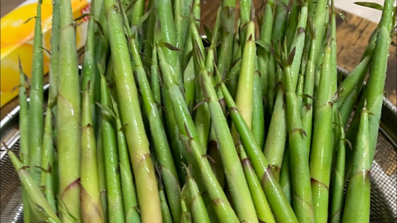 เก็บผักกูด&หน่อไม้น้อยญี่ปุ่น ว่าสิบ่ทันไดัออก มาแล้วบ่ผิดหวัง#ผักป่าญี่ปุ่น