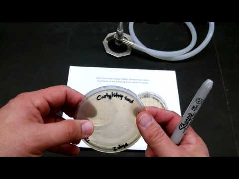 BIOL302L Patching Colonies
