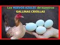 Todo acerca de la Crianza de gallinas criollas, ponedoras de huevos azules