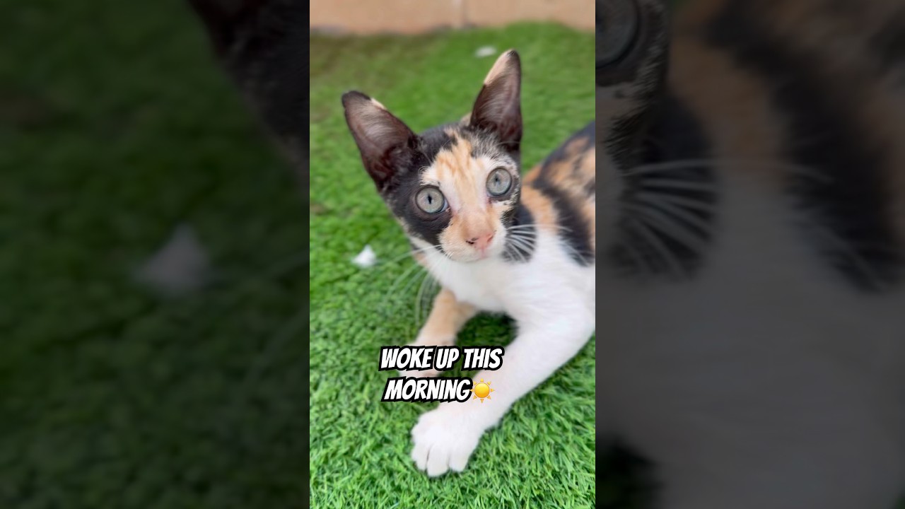 When i woke up with 500 views ????  #cats #cute #catshorts #catvideos #viralvideo #catlog67 