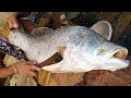 Huge Bhetki Fish Cutting Live In Bangladesh Fish Market | Fish Cutting Skills