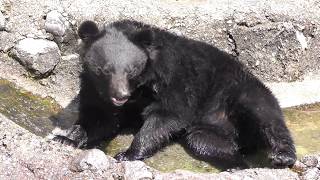 4～5歳のオスのツキノワグマたち (奥飛騨クマ牧場) 2018年4月21