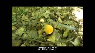 PILZE SUCHEN IM JULI
