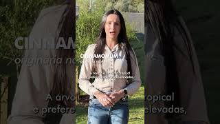 DE ONDE VEM A CANELA?