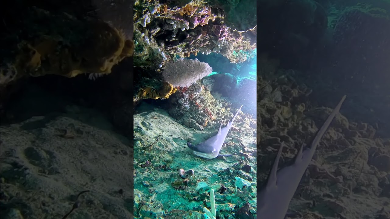 Do not disturb the sleeping shark 