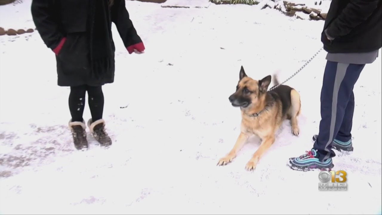 Dog Hailed A Hero For Waking Up Family, Alerting Them To A Fire - YouTube