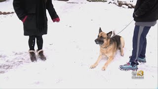 Dog Hailed A Hero For Waking Up Family, Alerting Them To A Fire